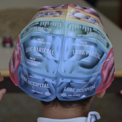 Le cerveau enseigné aux élèves : des connaissances scientifiques à la mise en œuvre pédagogique