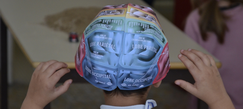 You are currently viewing Le cerveau enseigné aux élèves : des connaissances scientifiques à la mise en œuvre pédagogique